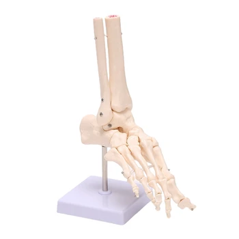 1: 1 Модел Става на Крака Модел на Скелета на човешката Крака На Основата на Кости на Крака В Реален Размер За Обучение В Един Клас