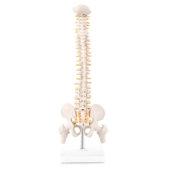 Миниатюрна анатомическая модел на гръбначния стълб, 15,5-инчов мини-модел на гръбначния стълб с спинномозговыми нерви на таза, бедрената кост, инсталирана на база